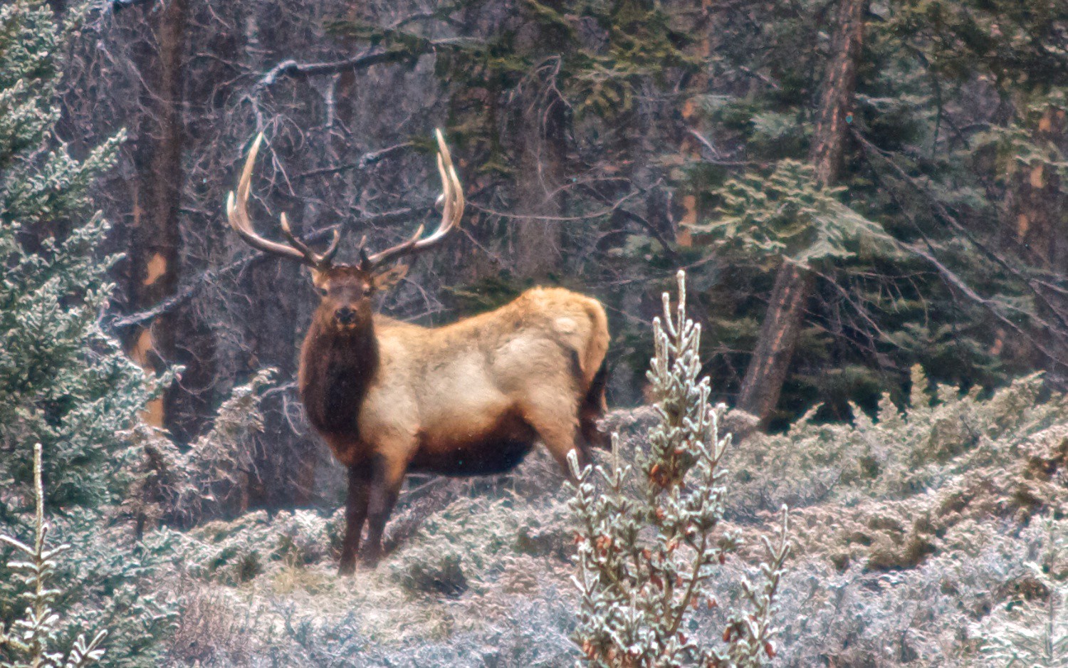 A thin quilt of frost on ground and tress. A stag with a majestic crown of horns, head turned to look you in the eyes